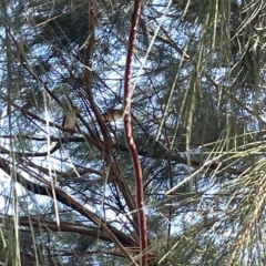 Zosterops lateralis at Karabar, NSW - 19 Mar 2023