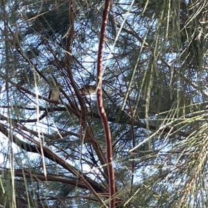 Zosterops lateralis at Karabar, NSW - 19 Mar 2023