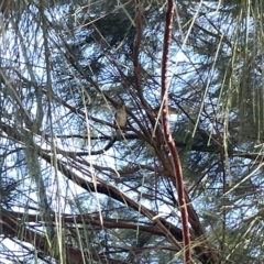 Zosterops lateralis at Karabar, NSW - 19 Mar 2023