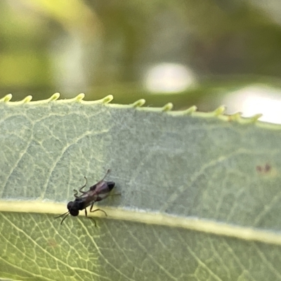 Chalcidoidea (superfamily) (A gall wasp or Chalcid wasp) at QPRC LGA - 19 Mar 2023 by Hejor1