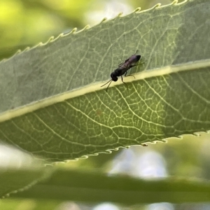 Chalcidoidea (superfamily) at Karabar, NSW - 19 Mar 2023