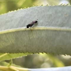 Chalcidoidea (superfamily) at Karabar, NSW - 19 Mar 2023