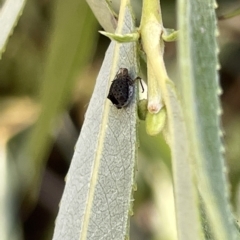 Aphididae (family) (Unidentified aphid) at Karabar, NSW - 19 Mar 2023 by Hejor1