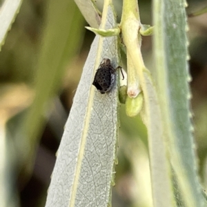Aphididae (family) at Karabar, NSW - 19 Mar 2023