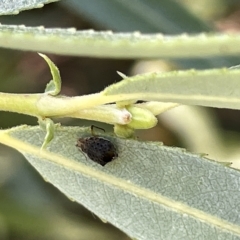 Aphididae (family) at Karabar, NSW - 19 Mar 2023 02:06 PM