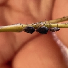 Aphididae (family) at Karabar, NSW - 19 Mar 2023