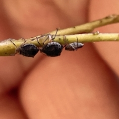 Aphididae (family) at Karabar, NSW - 19 Mar 2023 02:06 PM