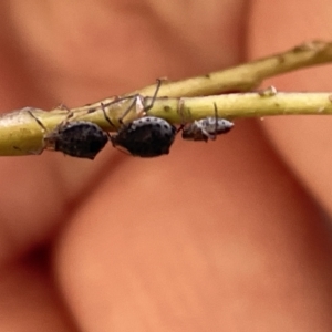 Aphididae (family) at Karabar, NSW - 19 Mar 2023