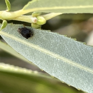 Aphididae (family) at Karabar, NSW - 19 Mar 2023