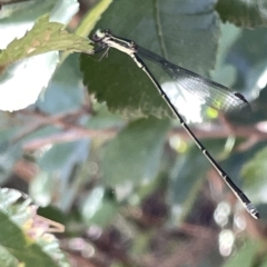 Rhadinosticta simplex at Karabar, NSW - 19 Mar 2023 by Hejor1