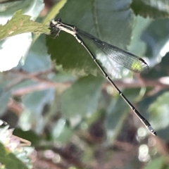 Rhadinosticta simplex at QPRC LGA - 19 Mar 2023