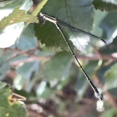 Rhadinosticta simplex at QPRC LGA - 19 Mar 2023