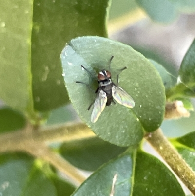 Musca sp. (genus) at Karabar, NSW - 19 Mar 2023 by Hejor1