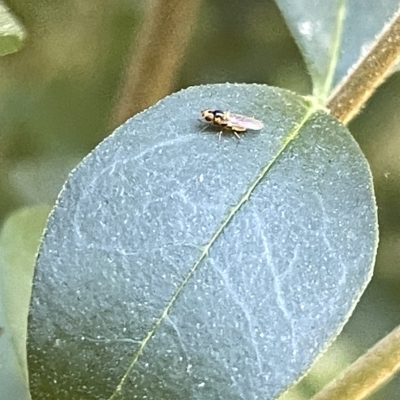 Fergusonina sp. (genus) at QPRC LGA - 19 Mar 2023 by Hejor1