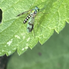 Austrosciapus connexus (Green long-legged fly) at QPRC LGA - 19 Mar 2023 by Hejor1