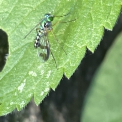 Austrosciapus connexus at Karabar, NSW - 19 Mar 2023 02:13 PM