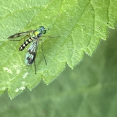 Austrosciapus connexus at Karabar, NSW - 19 Mar 2023 02:13 PM