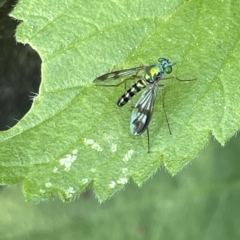 Austrosciapus connexus at Karabar, NSW - 19 Mar 2023 02:13 PM