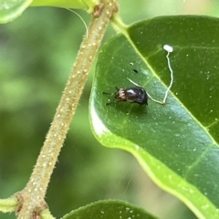 Steganopsis melanogaster (A lauxaniid fly) at Karabar, NSW - 19 Mar 2023 by Hejor1