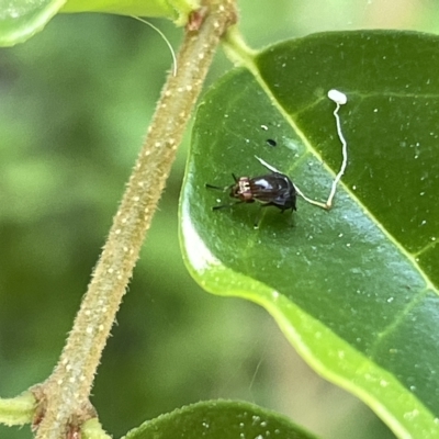 Steganopsis melanogaster (A lauxaniid fly) at QPRC LGA - 19 Mar 2023 by Hejor1