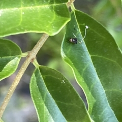 Steganopsis melanogaster at Karabar, NSW - 19 Mar 2023 02:10 PM