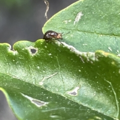 Steganopsis melanogaster at Karabar, NSW - 19 Mar 2023