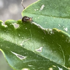 Steganopsis melanogaster at Karabar, NSW - 19 Mar 2023