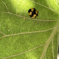 Illeis galbula (Fungus-eating Ladybird) at QPRC LGA - 19 Mar 2023 by Hejor1