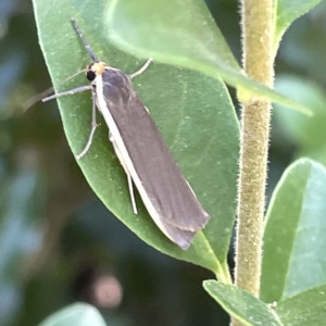 Palaeosia undescribed species at Karabar, NSW - 19 Mar 2023 01:54 PM