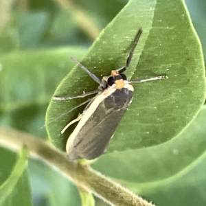 Palaeosia undescribed species at Karabar, NSW - 19 Mar 2023 01:54 PM