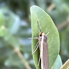 Palaeosia undescribed species at Karabar, NSW - 19 Mar 2023 01:54 PM