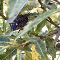 Poecilometis sp. (genus) (A Gum Tree Shield Bug) at Karabar, NSW - 19 Mar 2023 by Hejor1