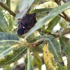 Poecilometis sp. (genus) at Karabar, NSW - 19 Mar 2023