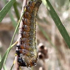 Pterygophorus cinctus (Bottlebrush sawfly) at Karabar, NSW - 19 Mar 2023 by Hejor1