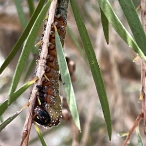 Pterygophorus cinctus at Karabar, NSW - 19 Mar 2023