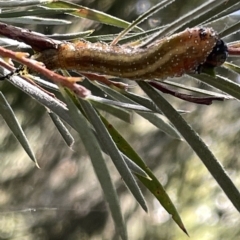 Pterygophorus cinctus at Karabar, NSW - 19 Mar 2023