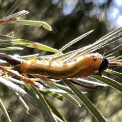 Pterygophorus cinctus at Karabar, NSW - 19 Mar 2023