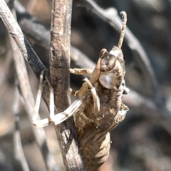 Anisoptera (suborder) (Unidentified dragonfly) at QPRC LGA - 19 Mar 2023 by Hejor1