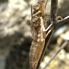 Anisoptera (suborder) at Karabar, NSW - 19 Mar 2023