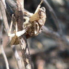 Anisoptera (suborder) at Karabar, NSW - 19 Mar 2023