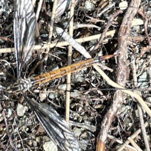 Leptotarsus (Habromastix) sp. (sub-genus) at Karabar, NSW - 19 Mar 2023