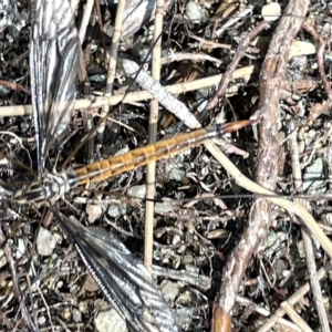 Leptotarsus (Habromastix) sp. (sub-genus) at Karabar, NSW - 19 Mar 2023 01:34 PM