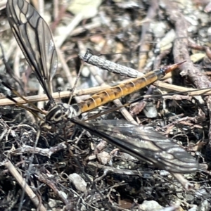 Leptotarsus (Habromastix) sp. (sub-genus) at Karabar, NSW - 19 Mar 2023