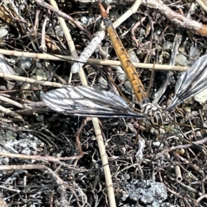 Leptotarsus (Habromastix) sp. (sub-genus) at Karabar, NSW - 19 Mar 2023