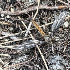 Leptotarsus (Habromastix) sp. (sub-genus) at Karabar, NSW - 19 Mar 2023