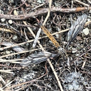 Leptotarsus (Habromastix) sp. (sub-genus) at Karabar, NSW - 19 Mar 2023