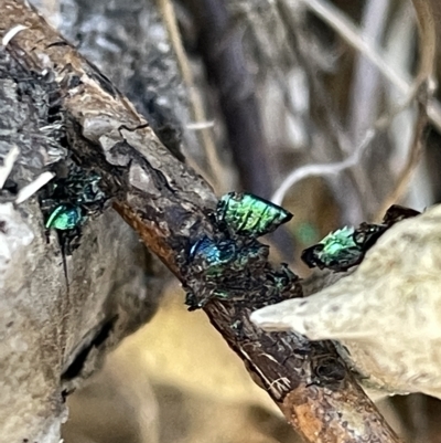 Primeuchroeus sp. (genus) at Karabar, NSW - 19 Mar 2023 by Hejor1