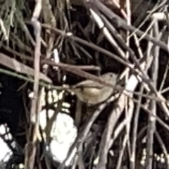 Acanthiza pusilla (Brown Thornbill) at Karabar, NSW - 19 Mar 2023 by Hejor1