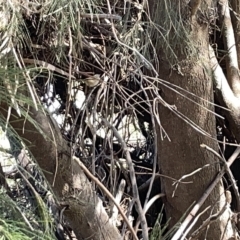 Acanthiza pusilla at Karabar, NSW - 19 Mar 2023