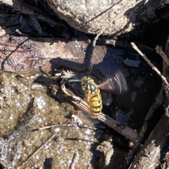 Vespula germanica (European wasp) at Karabar, NSW - 19 Mar 2023 by Hejor1
